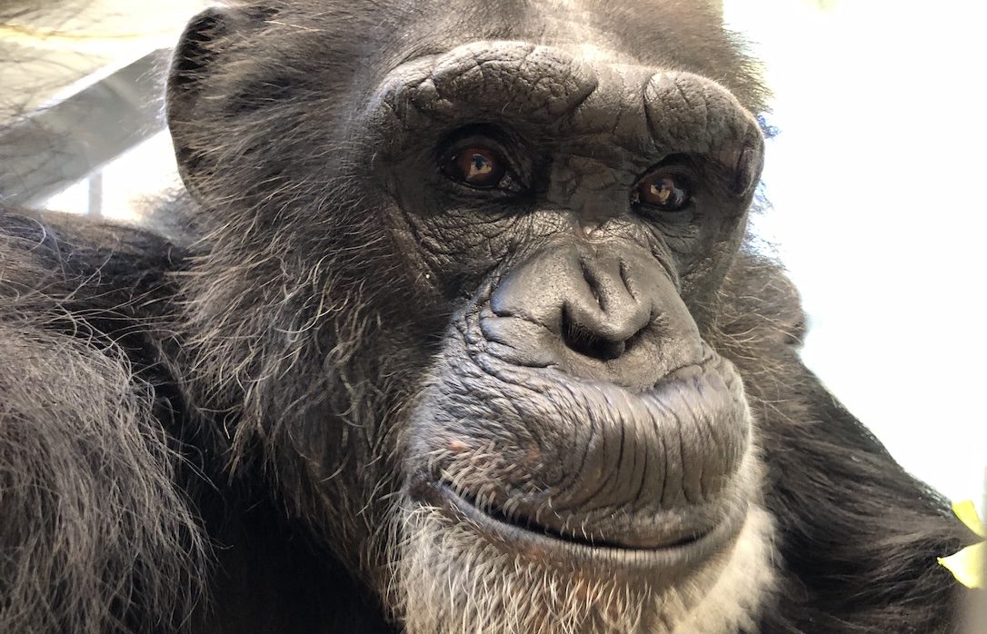 Chimpanzee Sanctuary NW Donation - Help Us Pay For Our Supplies! AD-20198_6