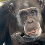 Chimpanzee Sanctuary NW Donation - Help Us Pay For Our Supplies! AD-20198_7