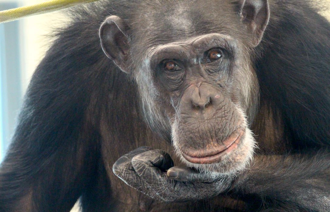 Chimpanzee Sanctuary NW Donation - Help Us Pay For Our Supplies! AD-20198_7