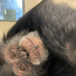 Chimpanzee Sanctuary NW Donation - Help Us Pay For Our Supplies! AD-20198_9
