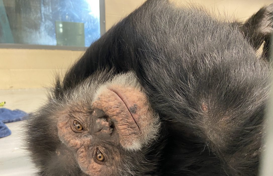 Chimpanzee Sanctuary NW Donation - Help Us Pay For Our Supplies! AD-20198_9
