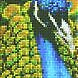 Peacock Diamond Art CW-10083