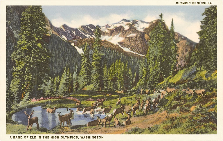 Olympic Peninsula Post Card CW-10729