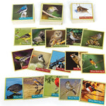What Bird Am I? The Bird Identification Game - Outset Media CW-13721_5
