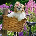 Sweet Little Dog 100-Piece Jigsaw Puzzle from Ravensburger 20 CW-15791_c52152ca-a103-49d4-856b-1ed610454ce9