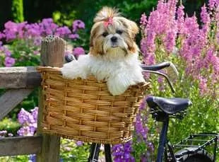 Sweet Little Dog 100-Piece Jigsaw Puzzle from Ravensburger 20 CW-15791_c52152ca-a103-49d4-856b-1ed610454ce9