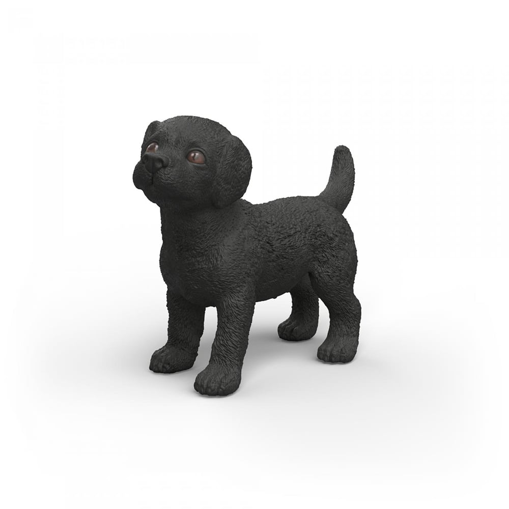 Black Labrador Retriever Puppy 80 FL177001