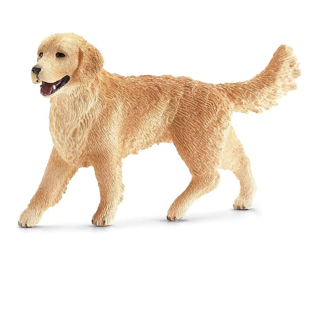 Golden Retriever Female 80 FL177004