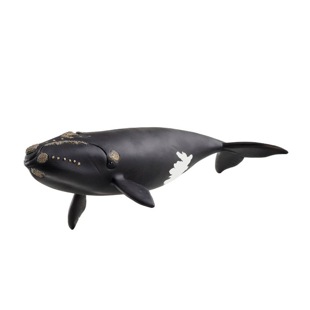 North Atlantic Right Whale 80 FL177009