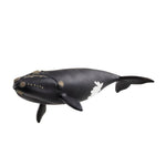 North Atlantic Right Whale 80 FL177009