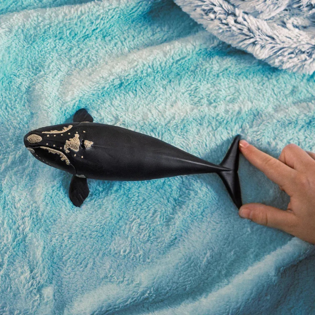 North Atlantic Right Whale 80 FL177009_5f239da0-697c-4e22-9968-1df0462c03cd