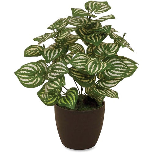 Plant Melon Peperomia Plant JB-30983_74ee3186-bc6d-4186-ab07-d3d6195e3255