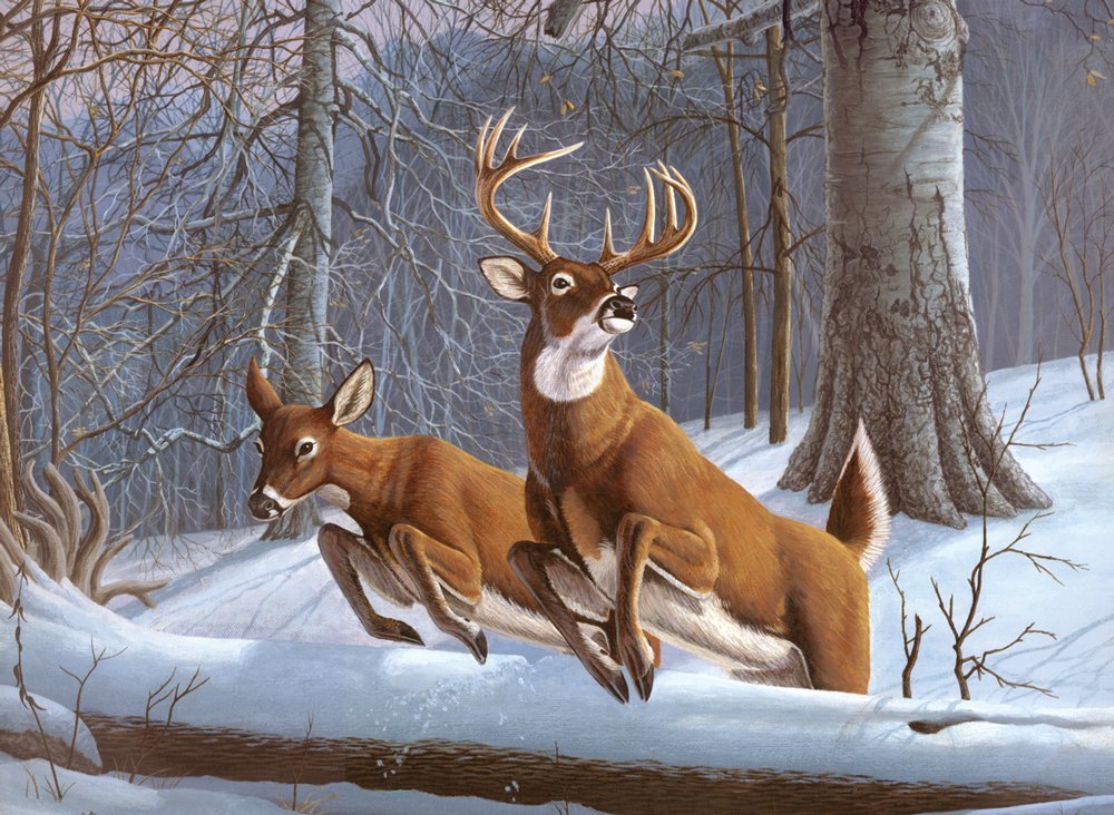 White Tails Paint By Numbe JB-42247
