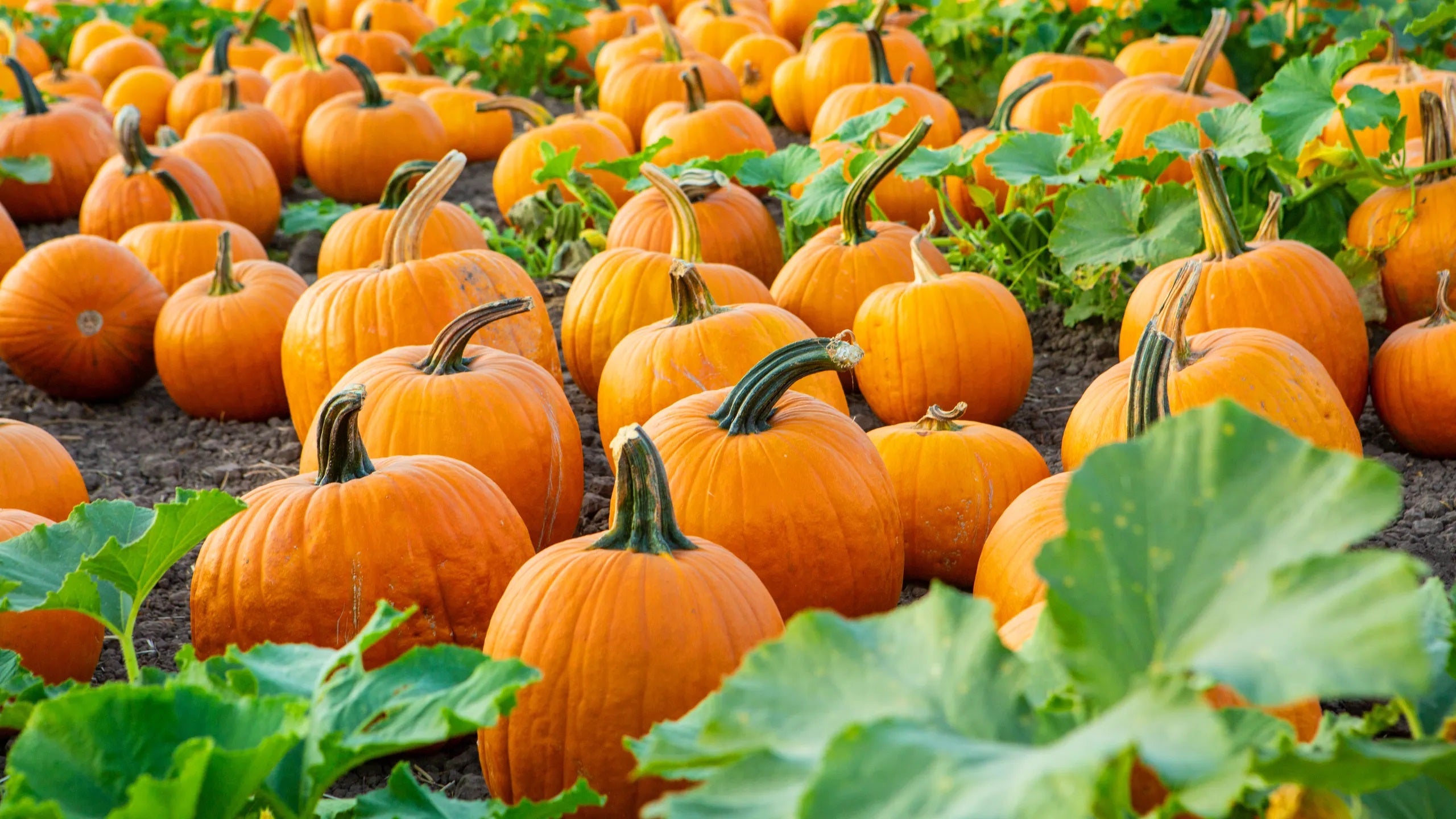 Local Pumpkin JB-42824_1