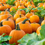 Local Pumpkin JB-42824_1