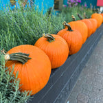 Local Pumpkin JB-42824_3