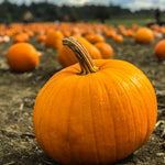 Local Pumpkin JB-42824_301b278e-0c1e-450b-b7b4-c20481d7b45b
