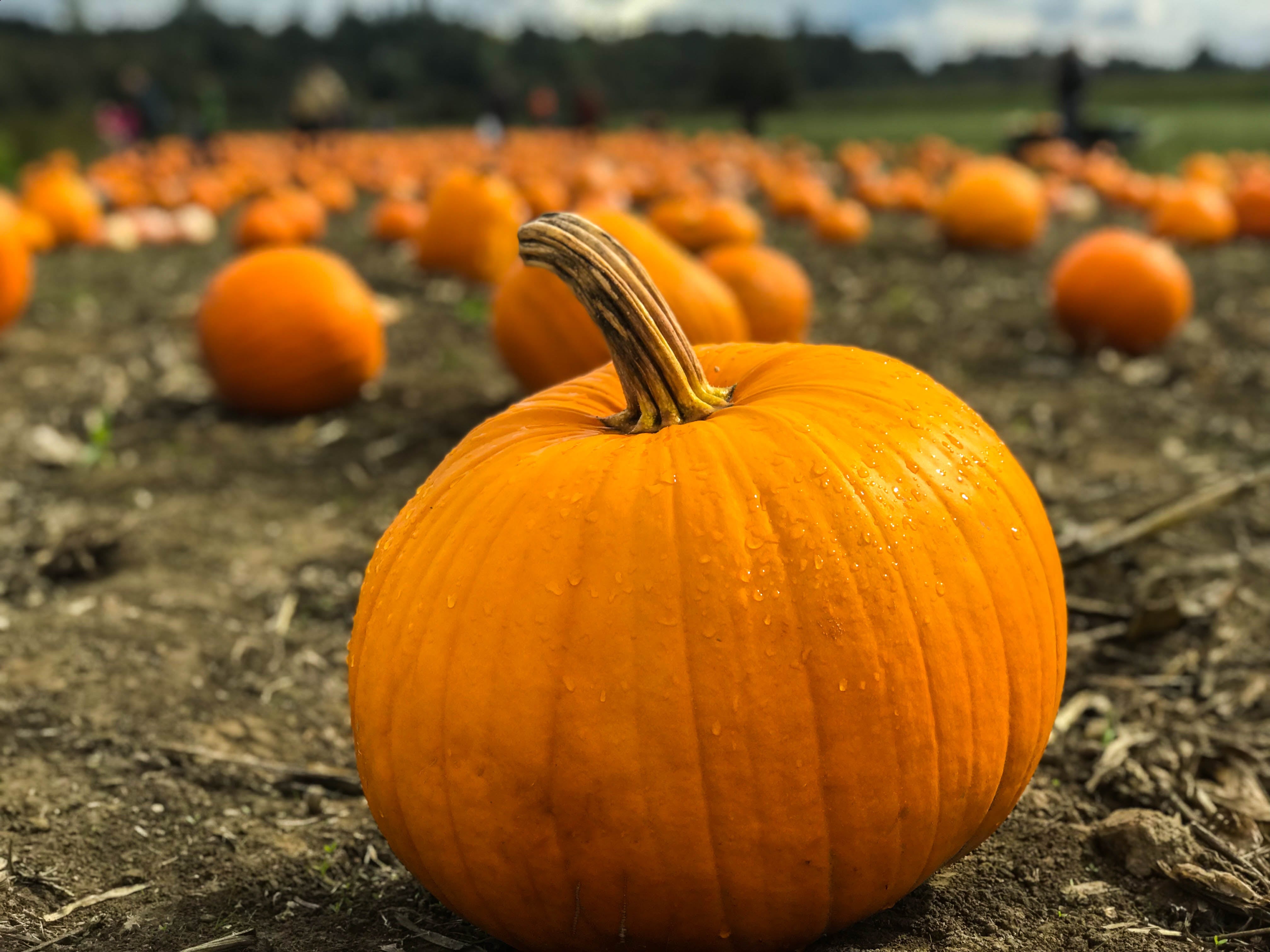 Local Pumpkin JB-42824_301b278e-0c1e-450b-b7b4-c20481d7b45b