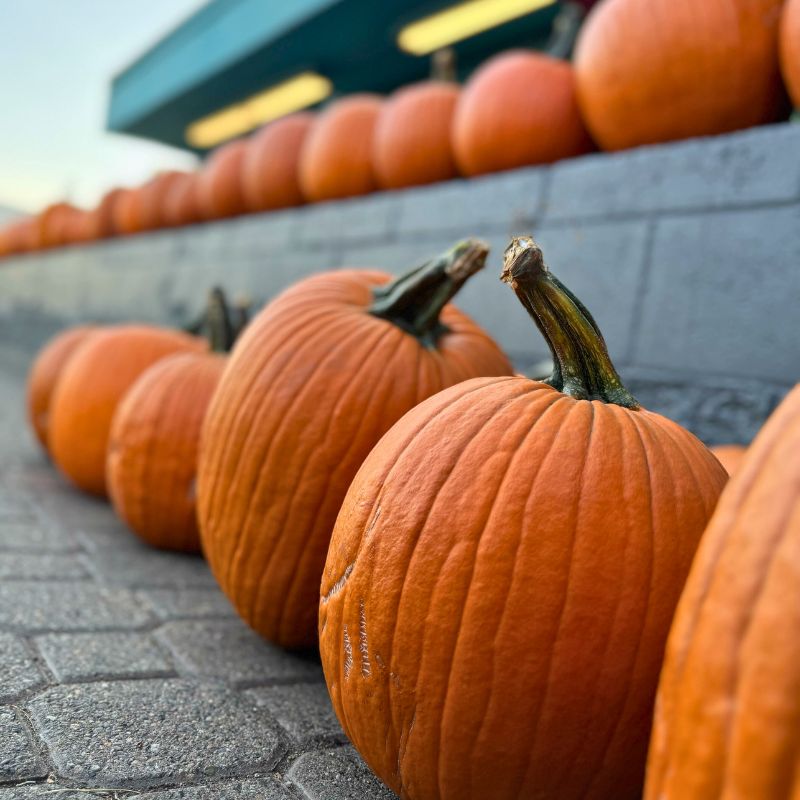 Local Pumpkin JB-42824_4