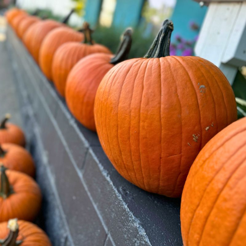 Local Pumpkin JB-42824_5