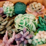 Succulent Tenderness Kit JB-42901
