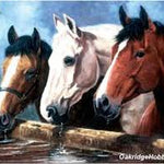 3 Of A Kind Paint By Number 30 JB-44021_4226f697-4882-49b6-84c8-43d67668125b