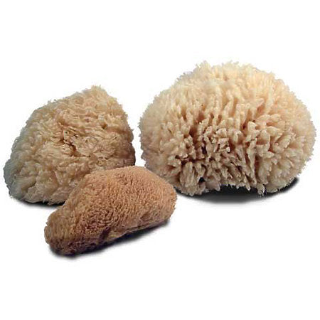 Sea Sponges JS-13625