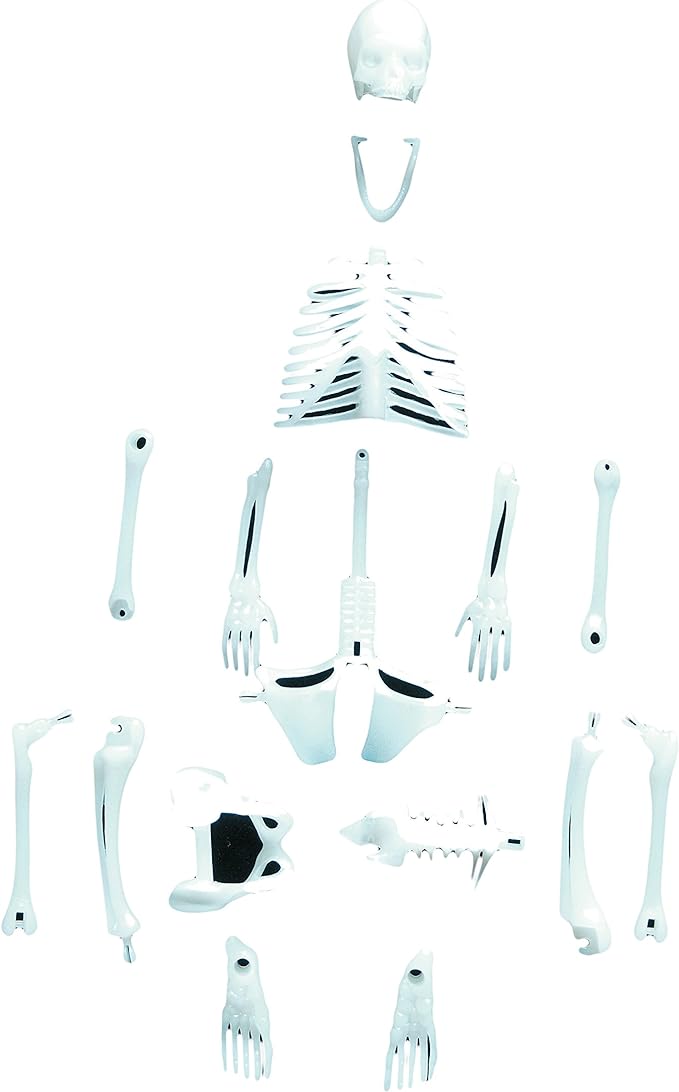 Human Skeleton MW-13806