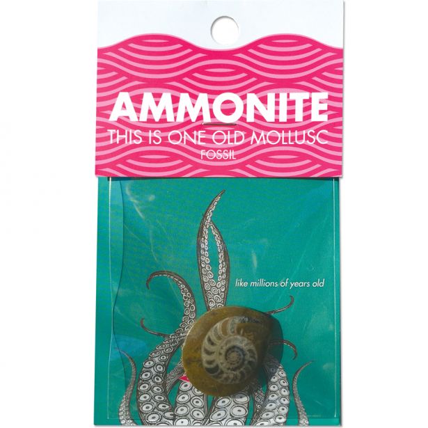 Ammonite Fossil MW-16041