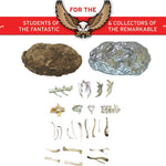 Owl Pellets Kit MW-16042