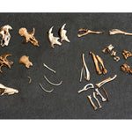 Owl Pellets Kit MW-16042_2