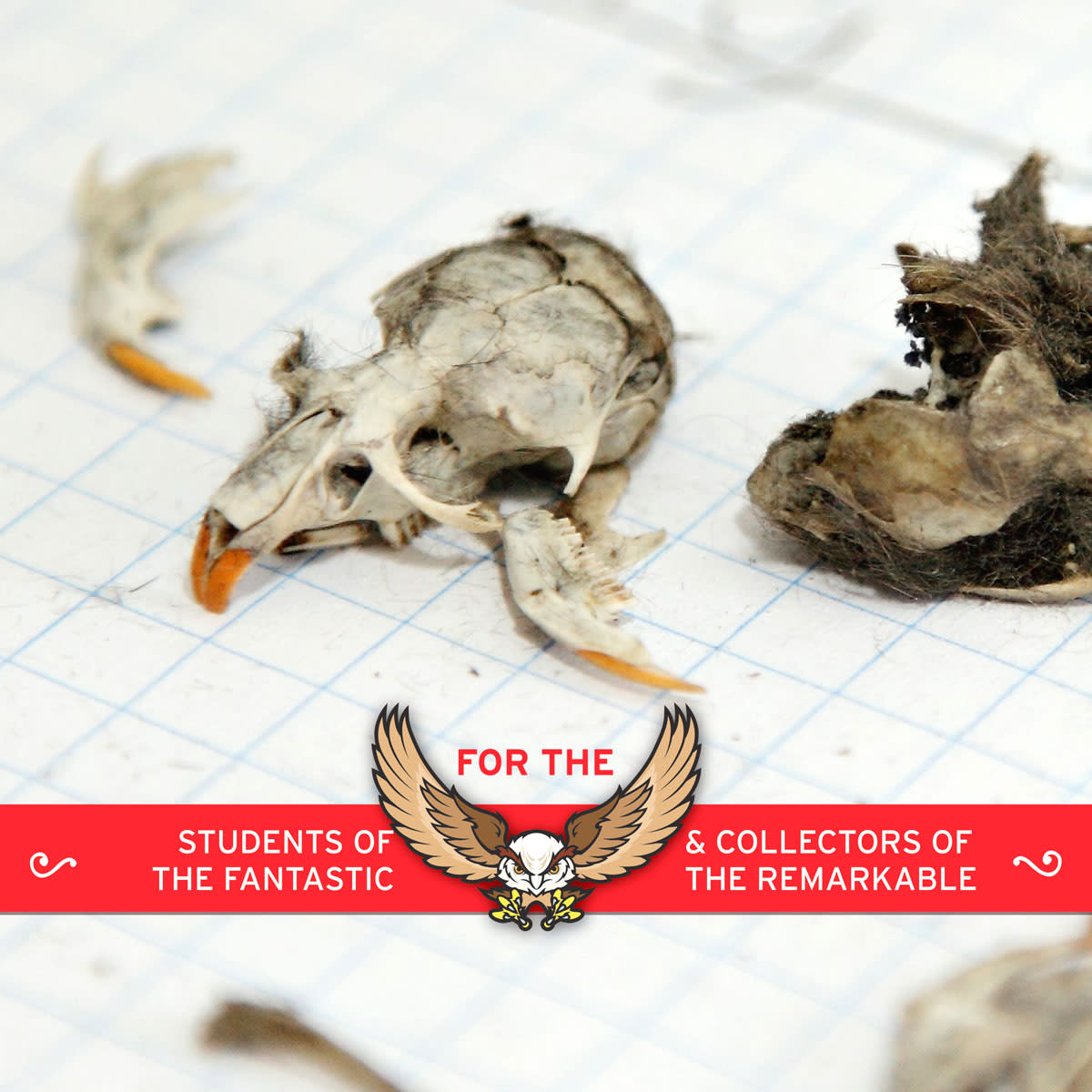 Owl Pellets Kit MW-16042_3