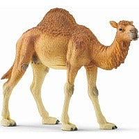 Dromedary Camel MW-17918