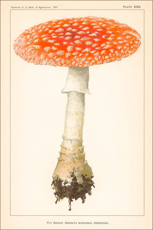 Postcard Fly Agaric Mushroom MW-20847