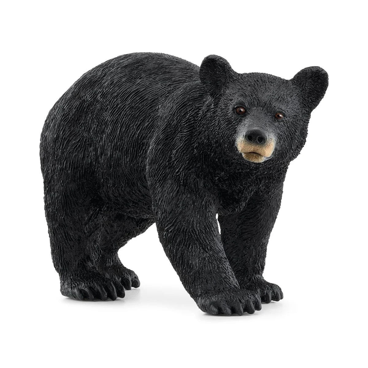 American Black Bear MW-21832