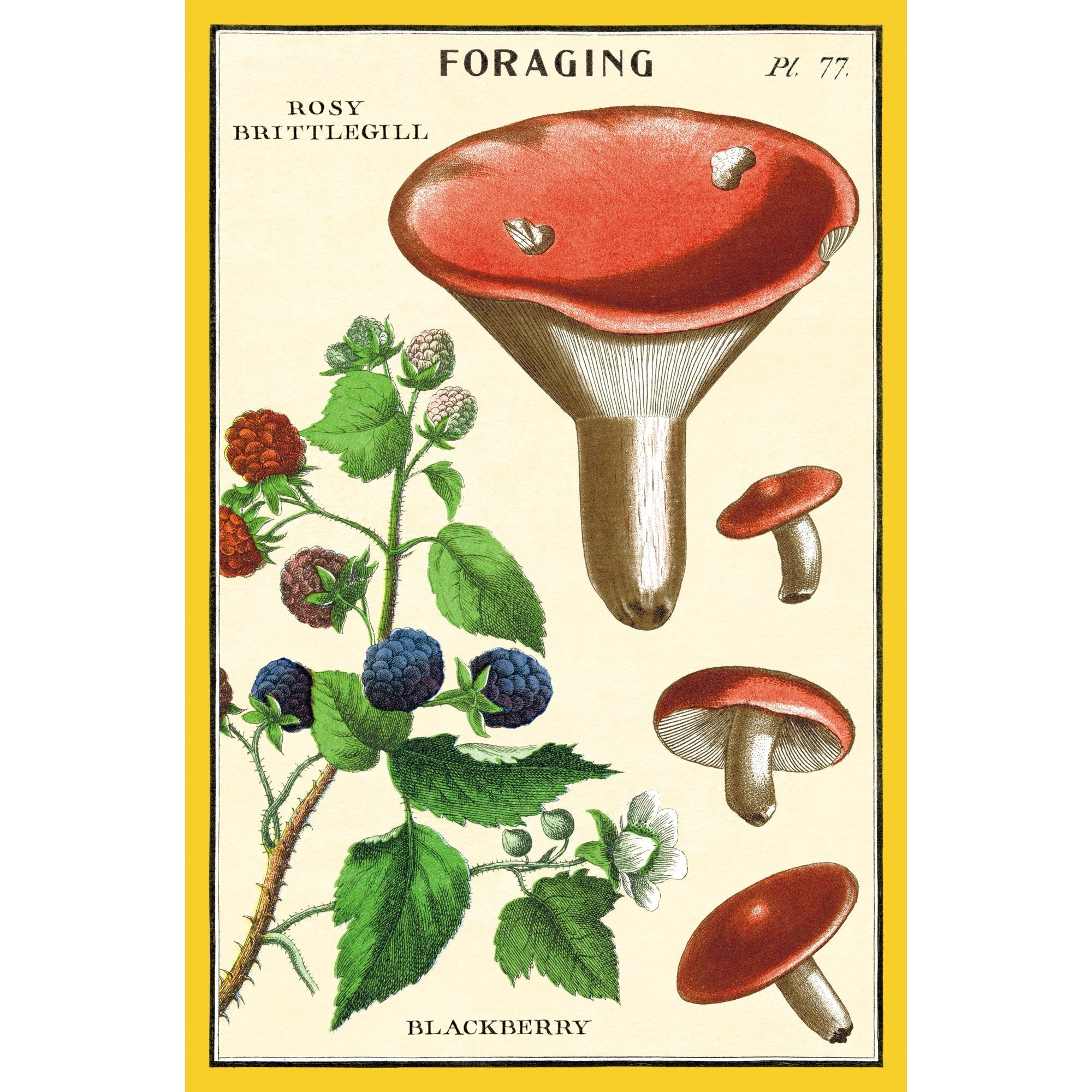 Postcards Foraging Mushrooms MW-22232_4