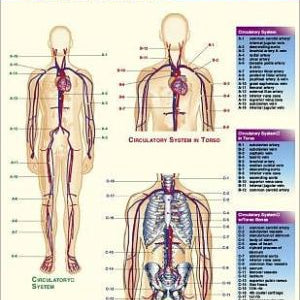 The Vascular System & Viscera TG-10037_9c116be4-5d32-405f-8f69-1f4fe8d71a09
